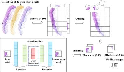 Automatic Detection of Image-Based Features for  - Frontiers